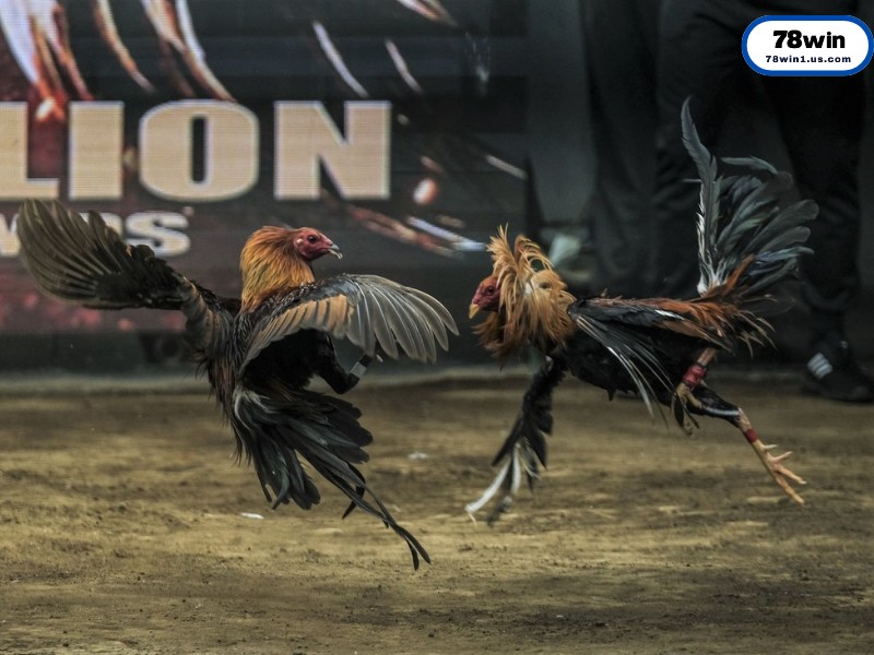 Các Hình Thức Đá Gà Hấp Dẫn Có Mặt Tại 78win