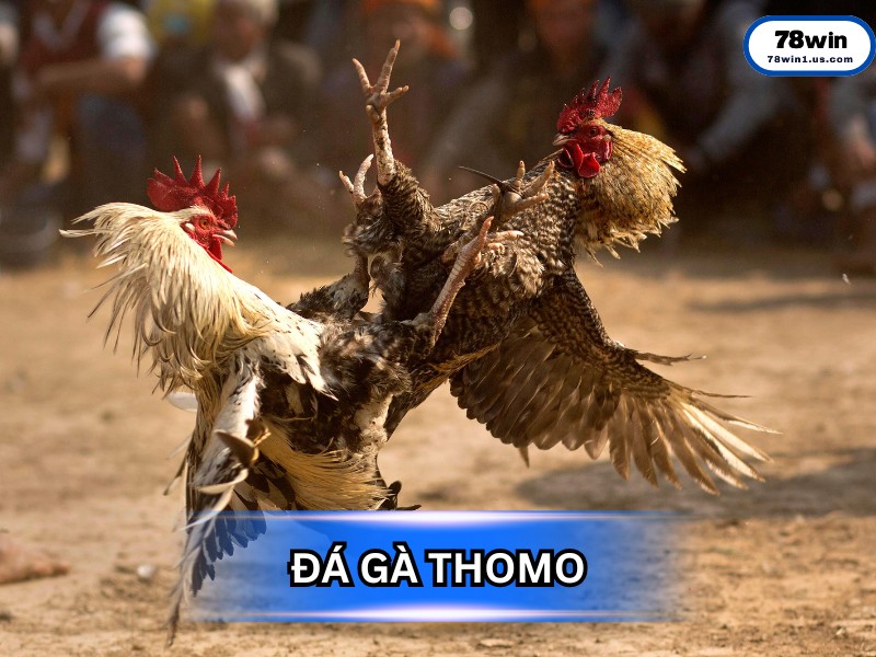Đá Gà Thomo - "Thánh Địa" Của Những Trận Kê Huyền Thoại
