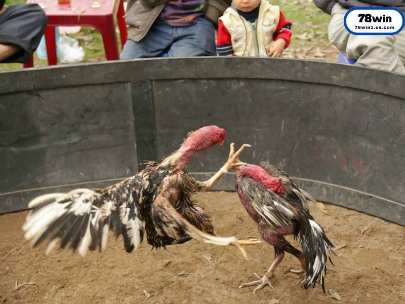 Giải Mã Sức Hút “Khó Cưỡng” Của Đá Gà Cựa Sắt