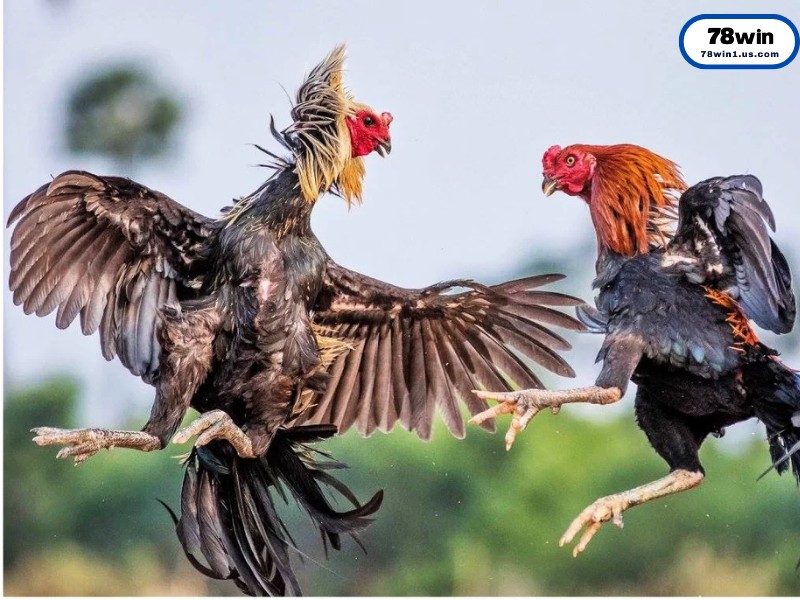 Luật Chơi Đá Gà Cựa Sắt Cơ Bản Cho Người Mới